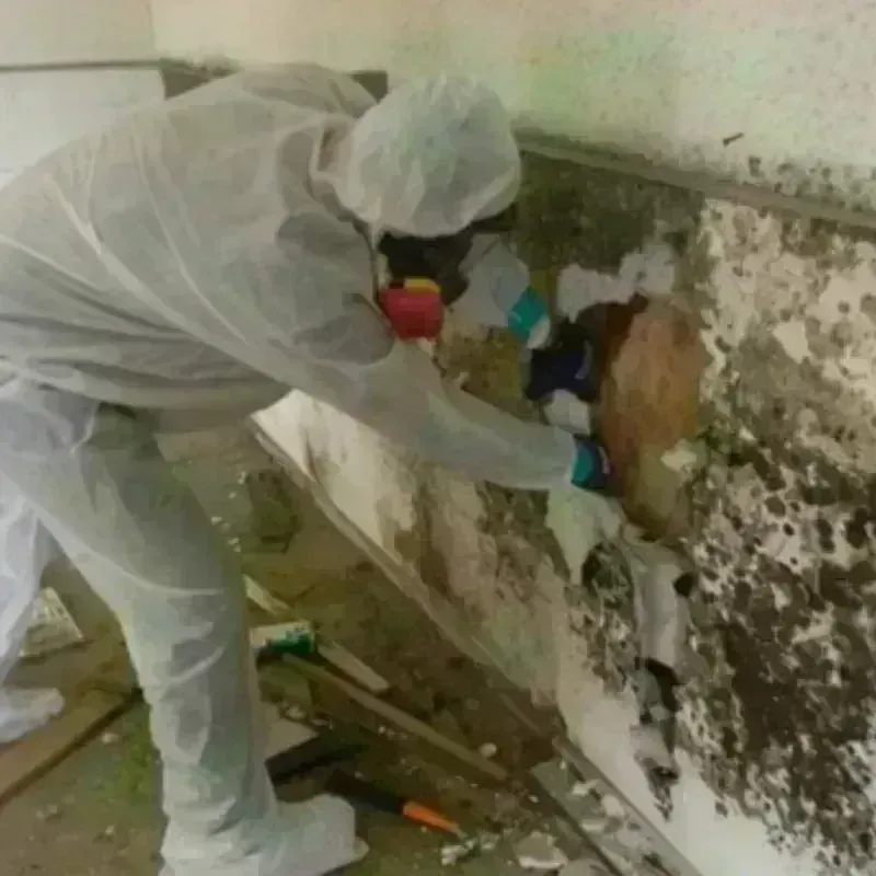 Mold Remediation and Removal in Morgan County, WV